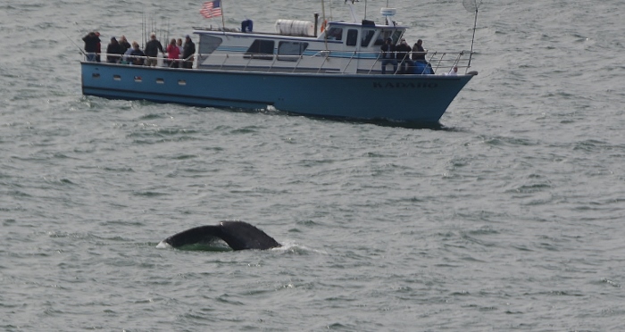 fluking whale
